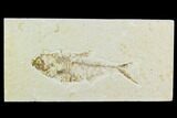 Bargain, Fossil Fish (Diplomystus) - Green River Formation #119957-1